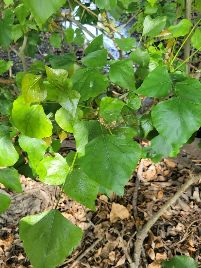 Erythrina Caffra