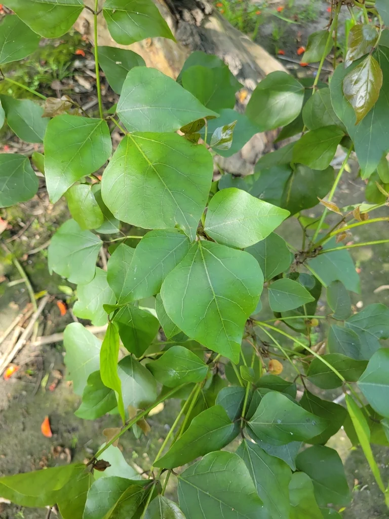 Erythrina Caffra