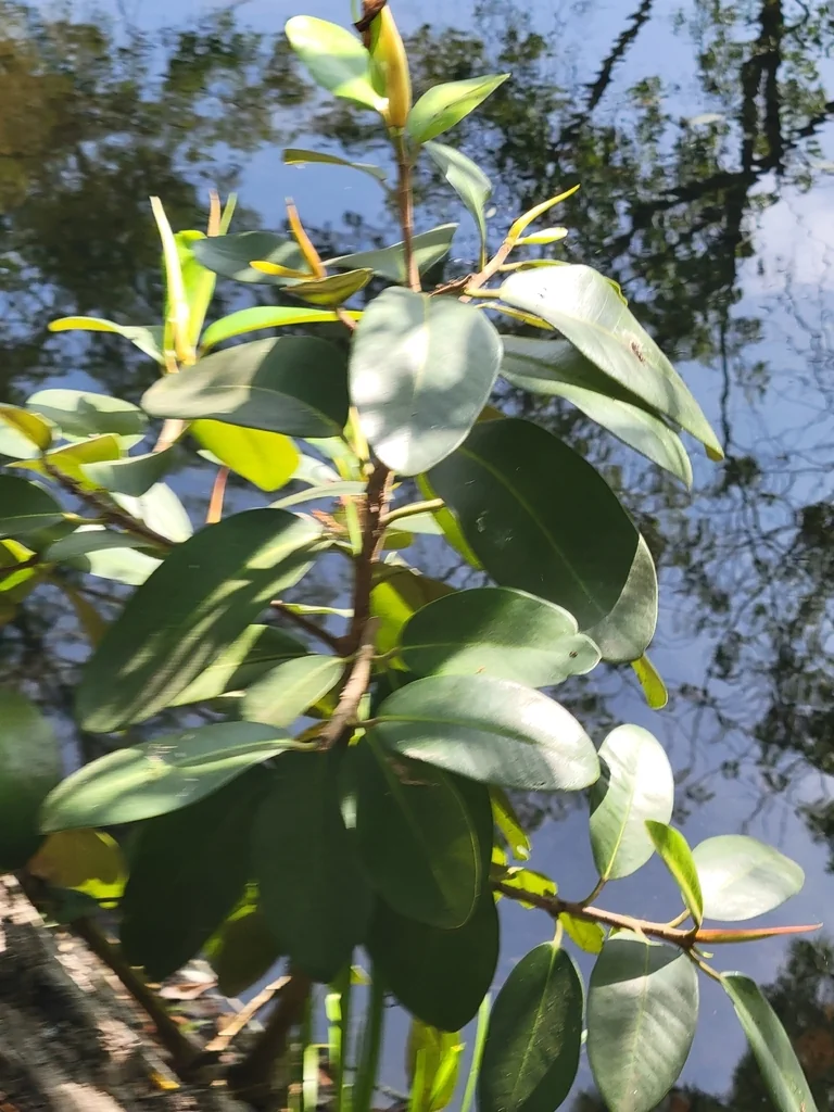 Ficus rubiginosa