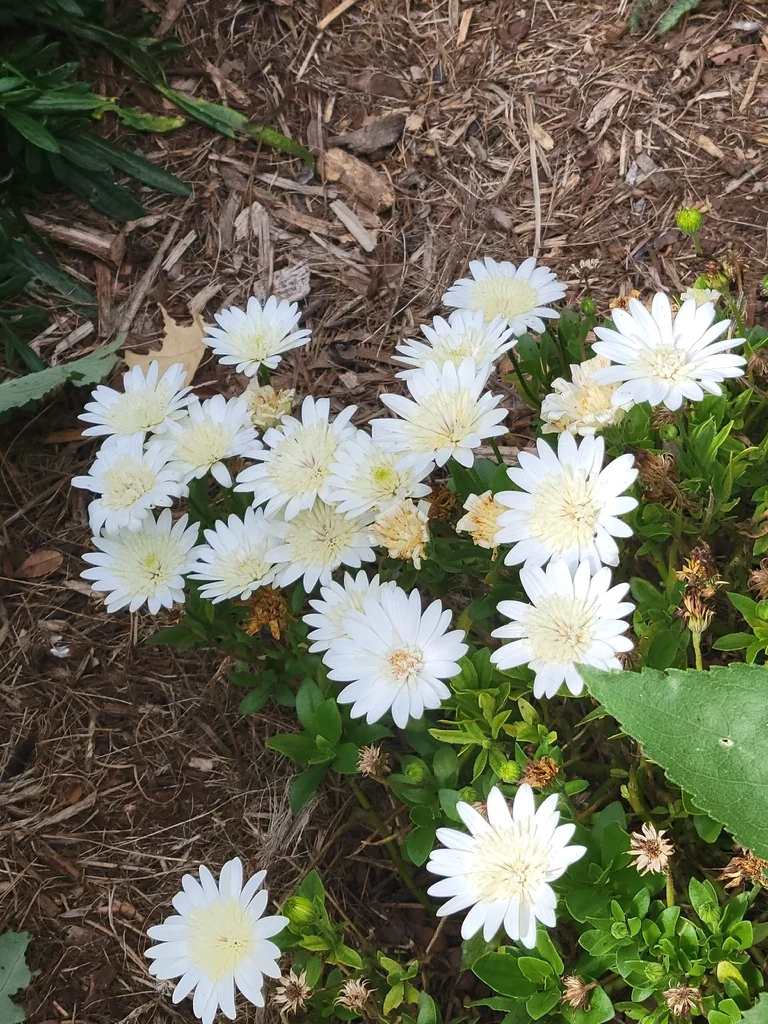 Argyranthemum frutescens