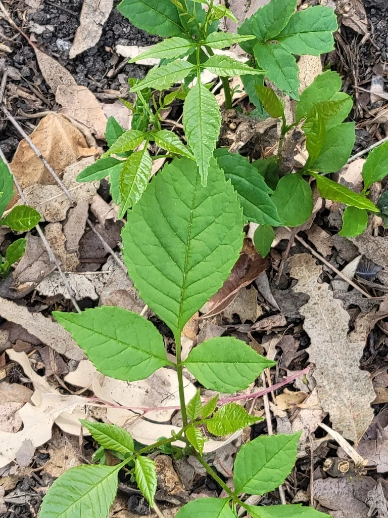 Fraxinus Uhdei