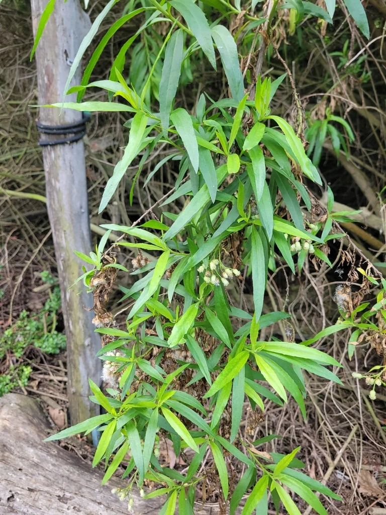Baccharis Salicifolia