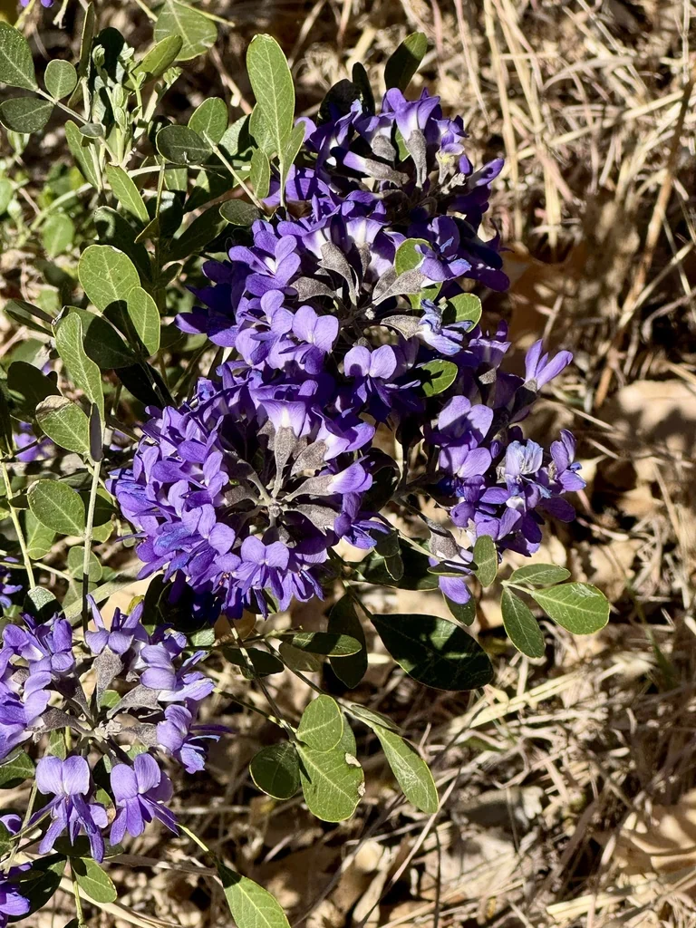 Sophora Secundiflora