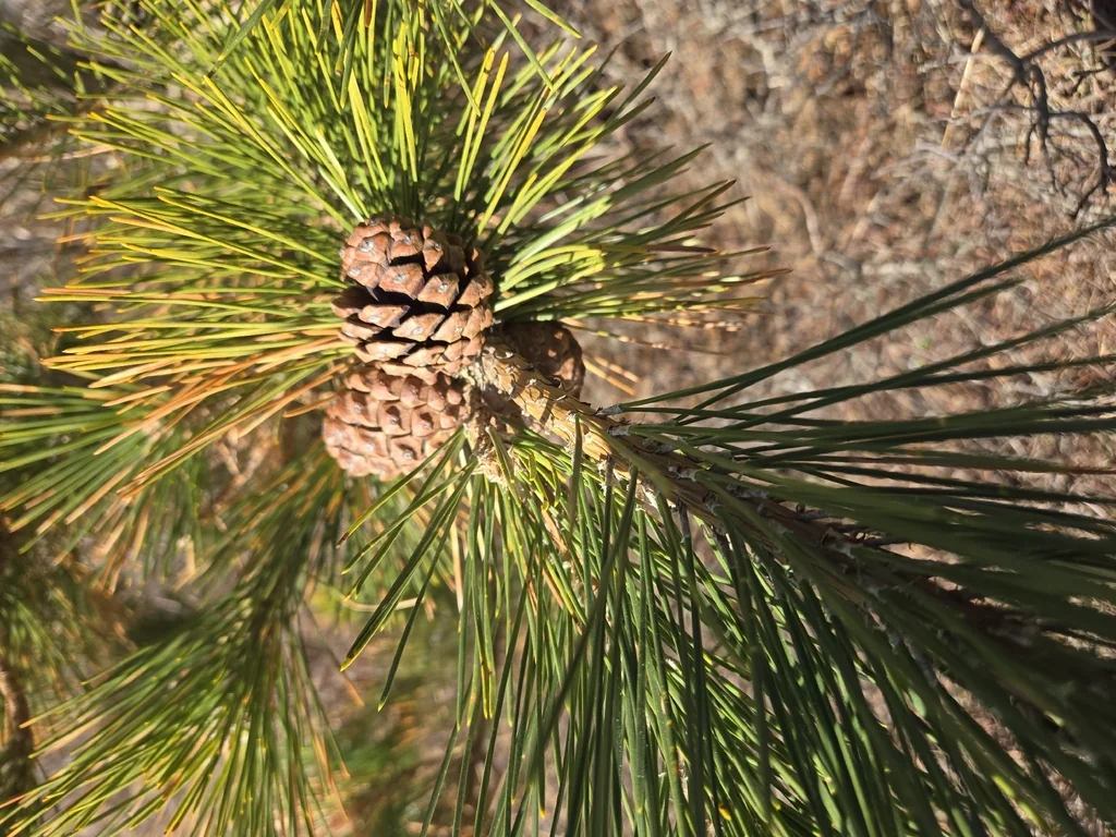 Pinus Thunbergii