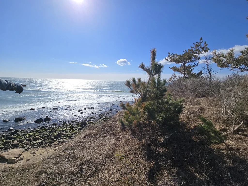 Pinus Thunbergii