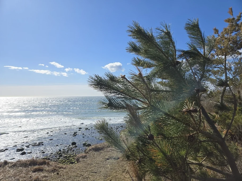 Pinus Thunbergii