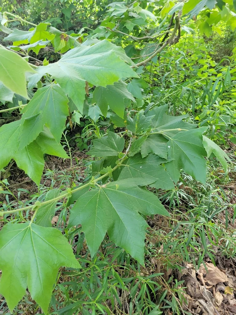 Platanus Racemosa