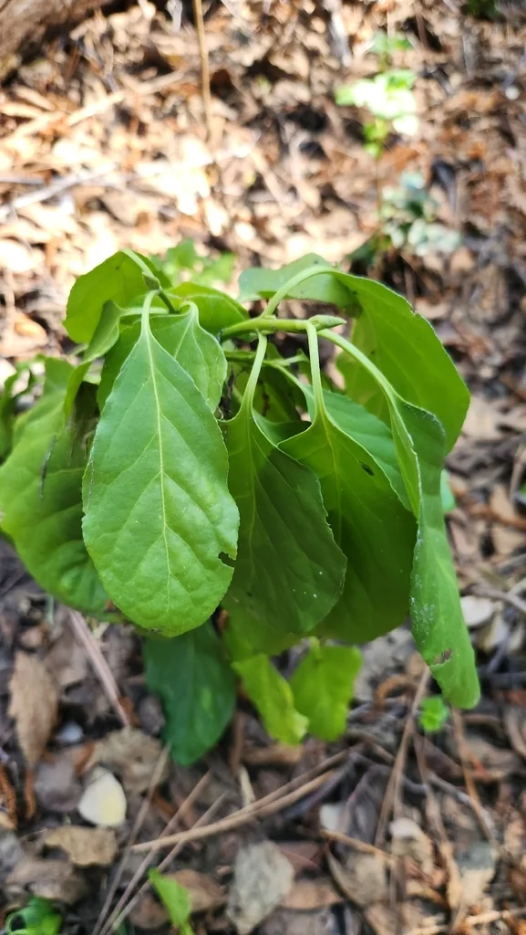 Euonymus Occidentalis