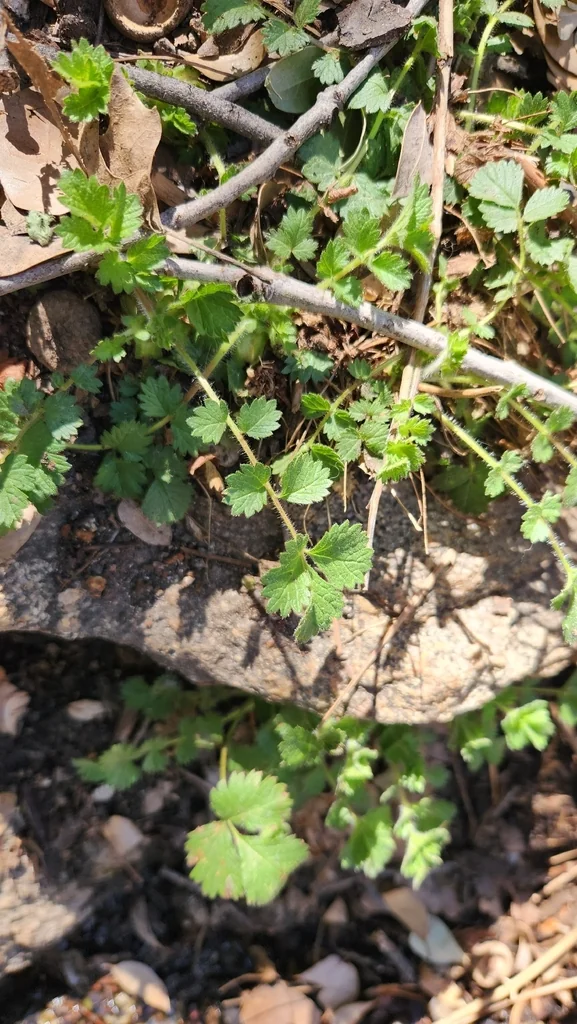 Potentilla Glandulosa