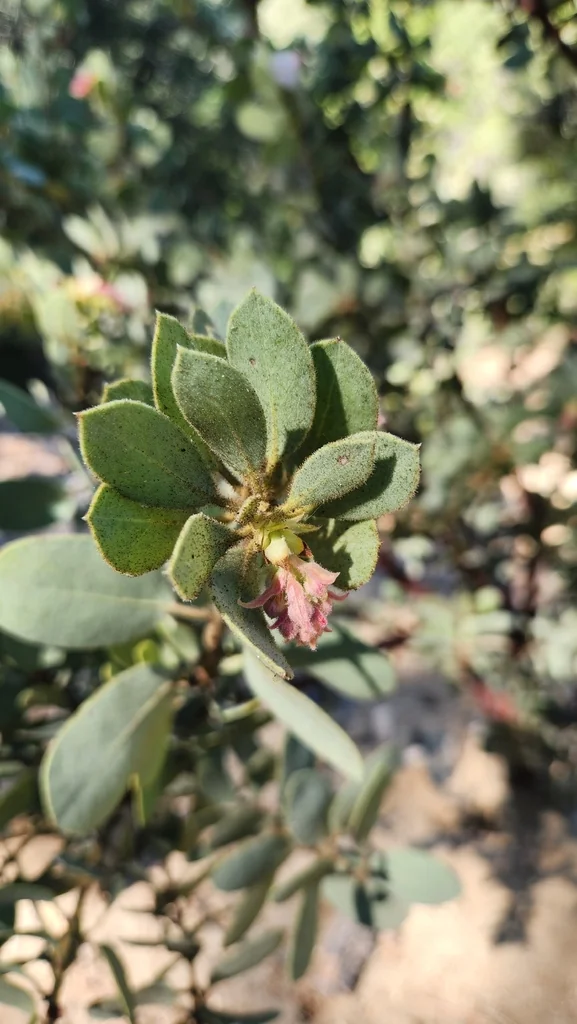 Arctostaphylos Pringlei