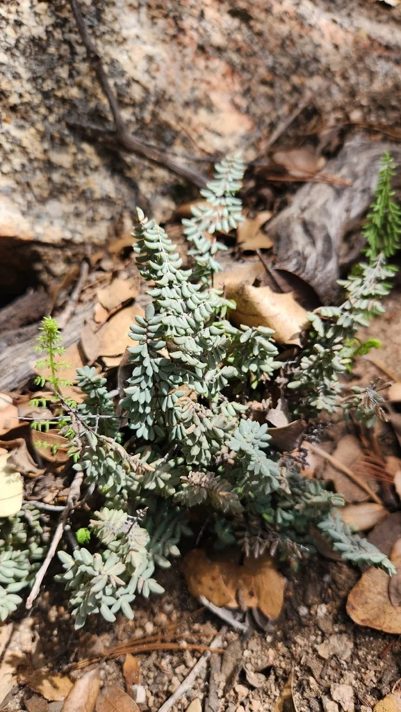 Pellaea Mucronata