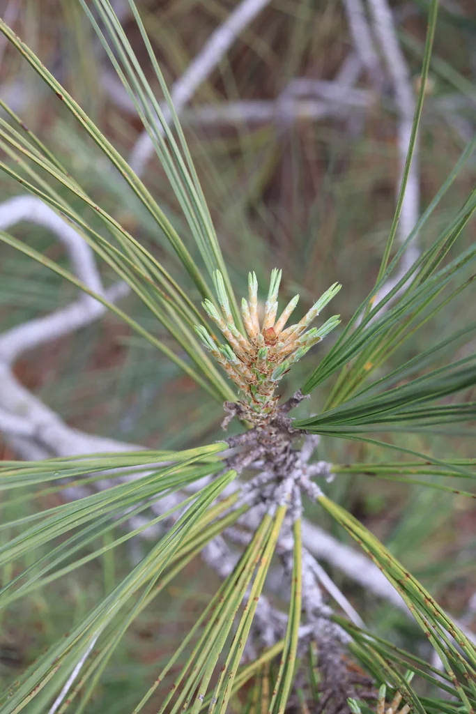 Pinus Torreyana