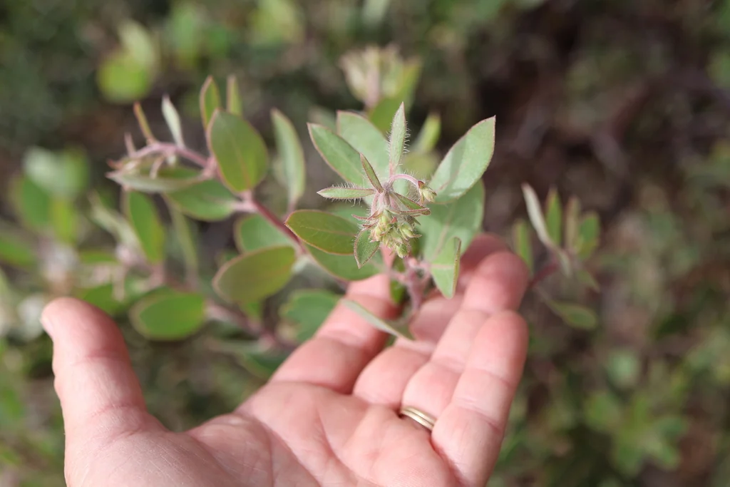 Arctostaphylos Glandulosa