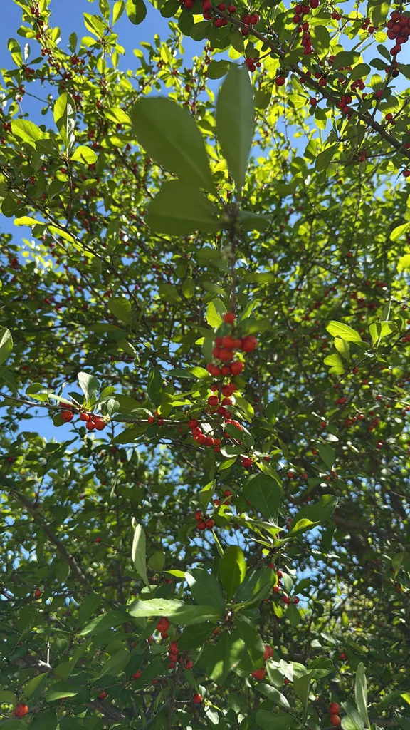 Ilex Decidua