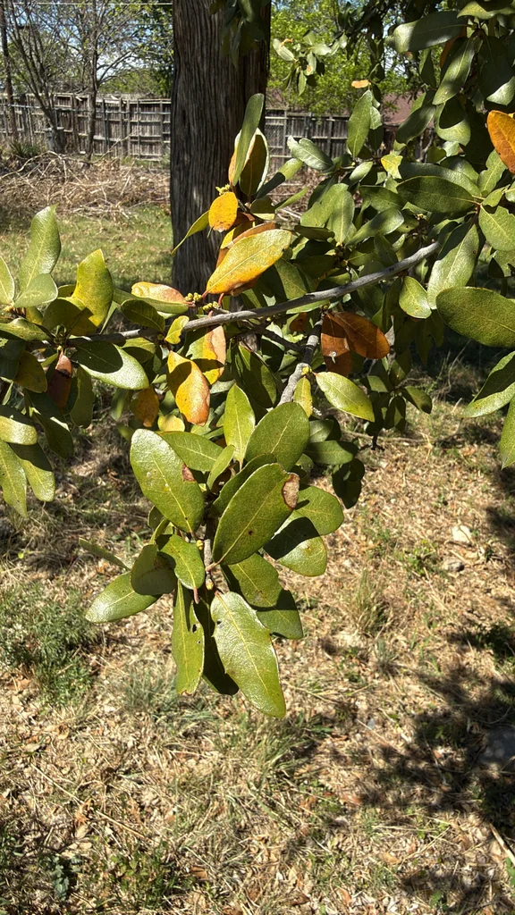 Quercus Fusiformis