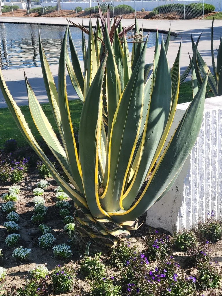 Agave Americana V. Marginata