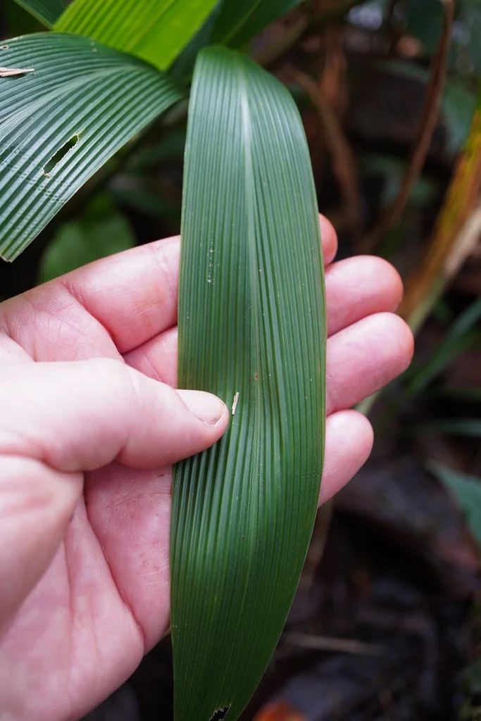 Setaria Palmifolia