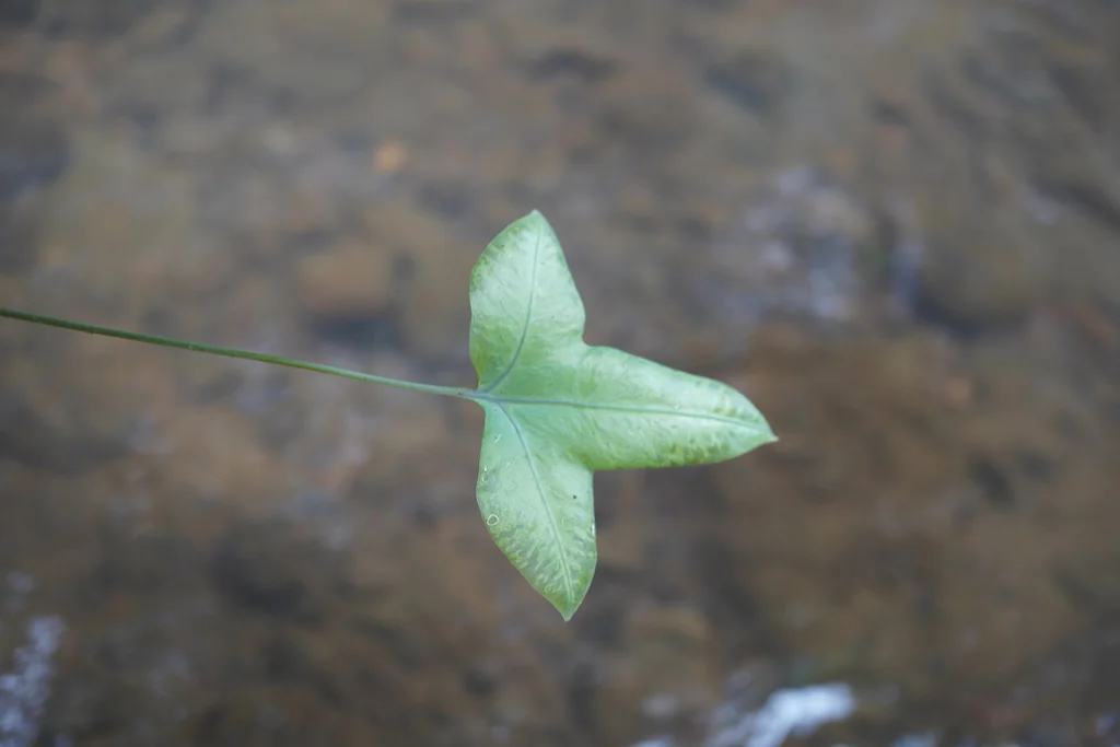 Phlebodium Aureum