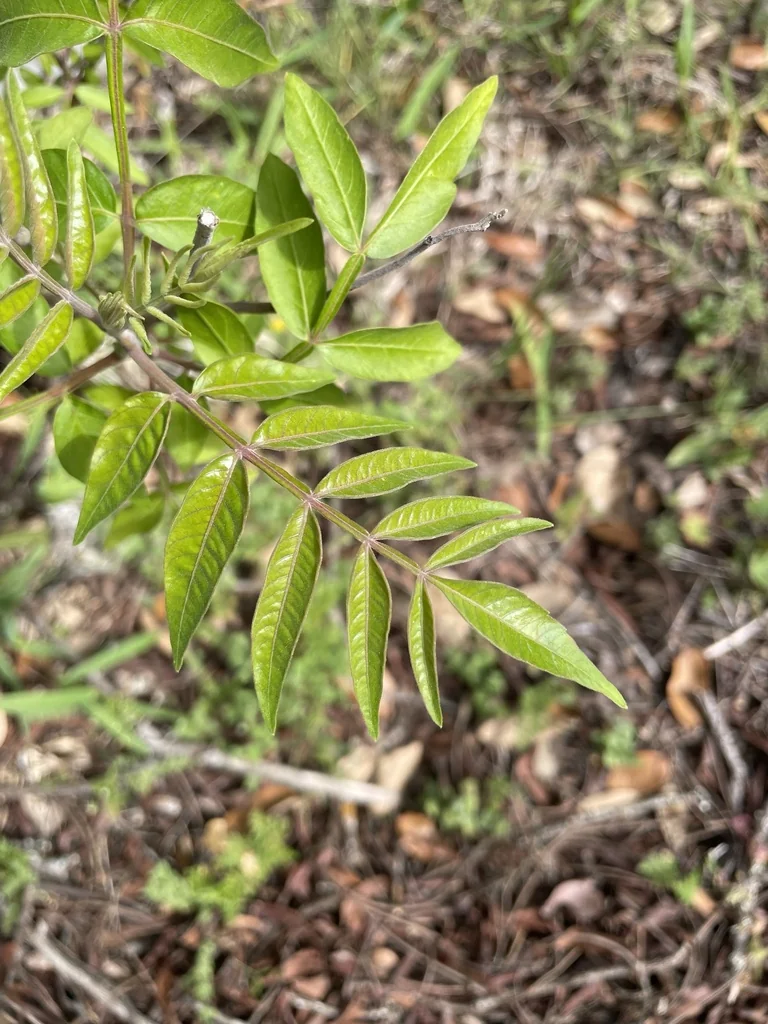 Rhus Lanceolata