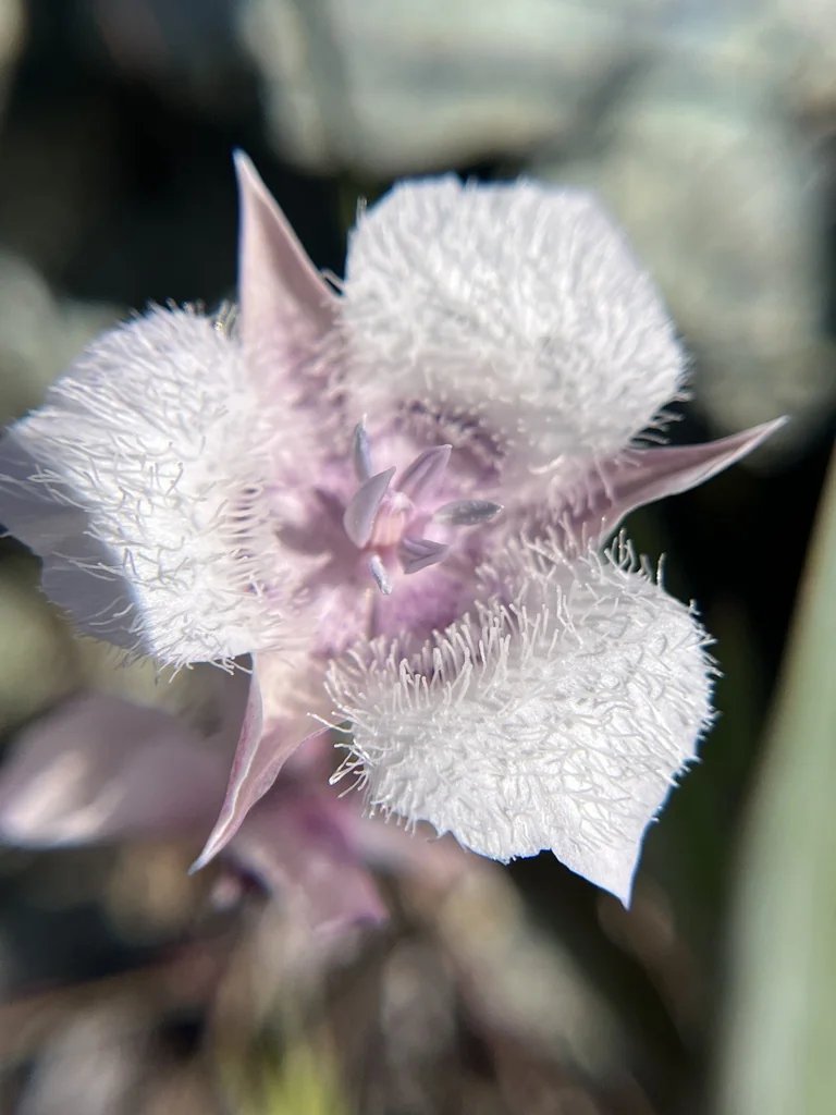 Calochortus Tolmiei