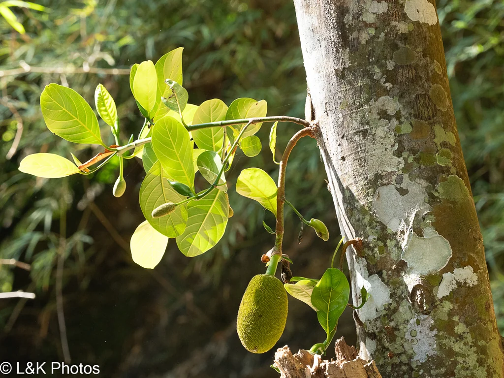 Artocarpus Heterophyllus