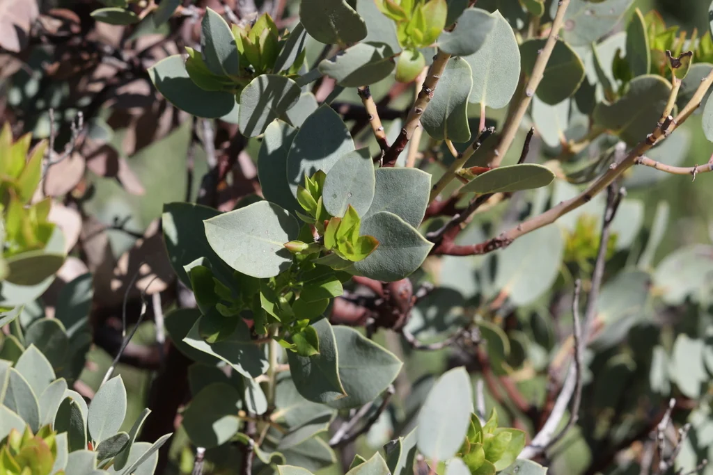 Arctostaphylos Glauca