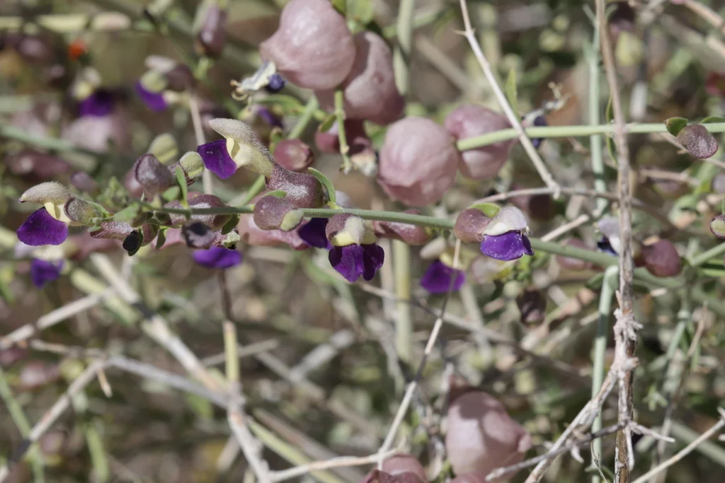 Scutellaria Mexicana
