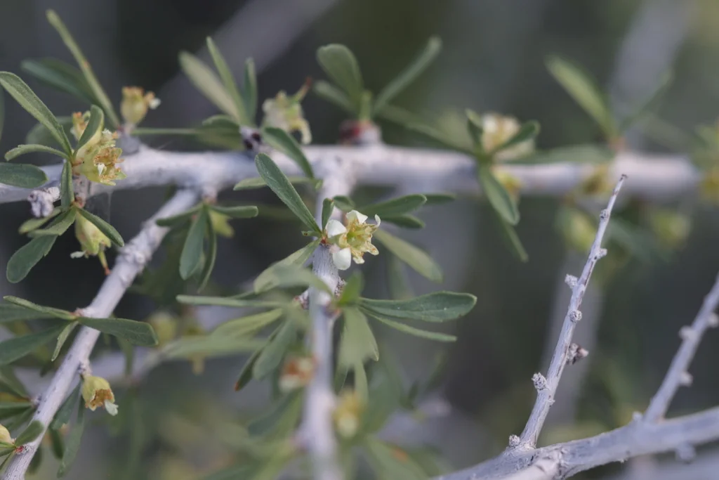 Prunus Fasciculata