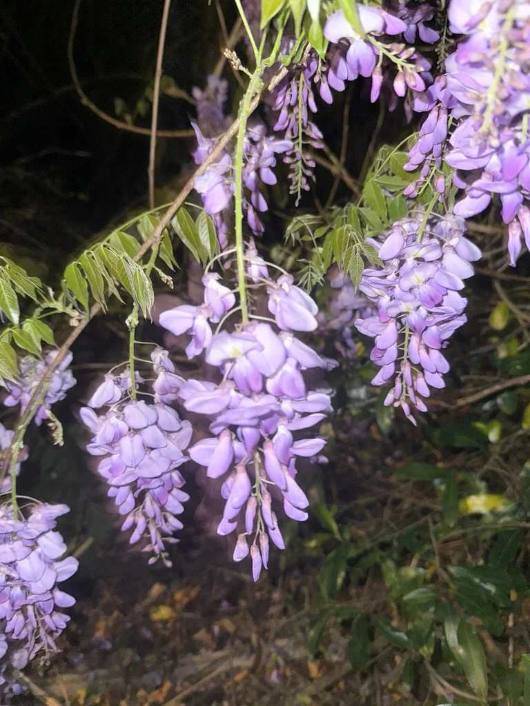 Wisteria Sinensis