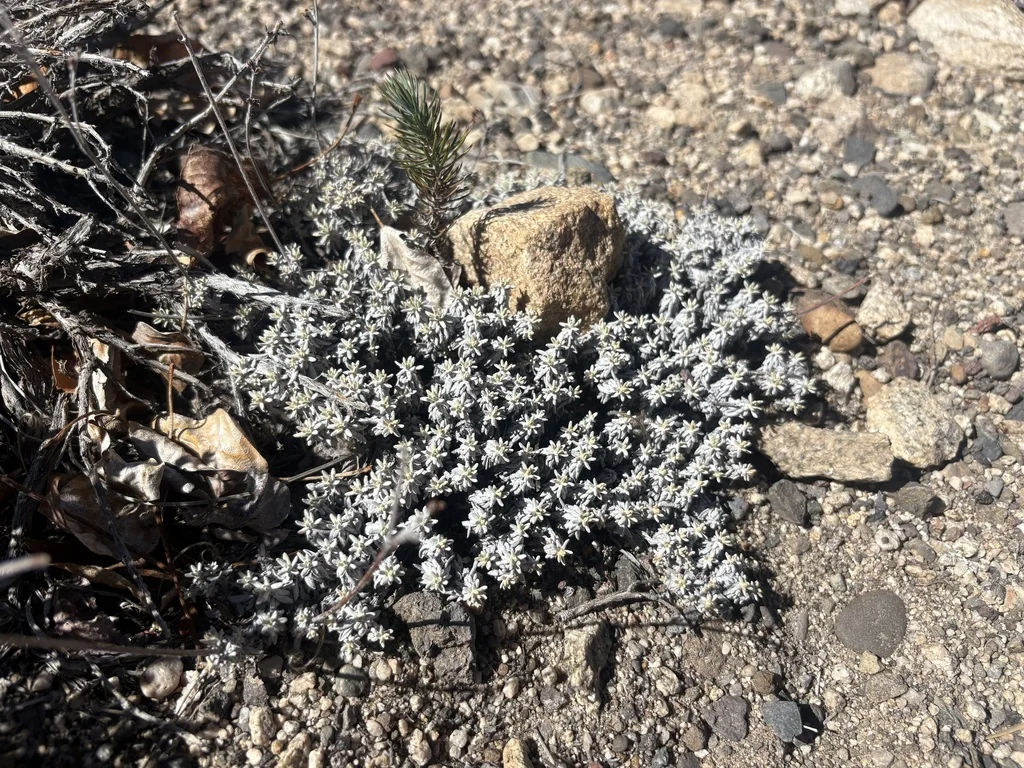 Eriogonum Wrightii