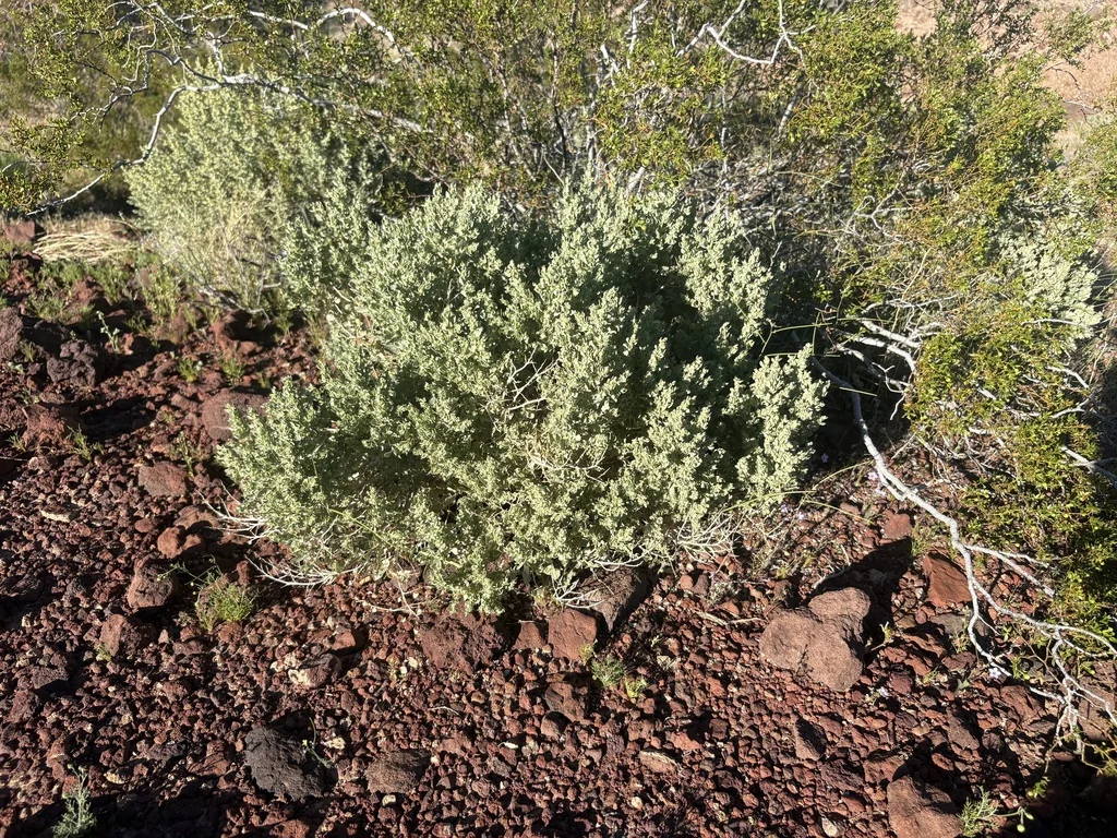 Atriplex Confertifolia