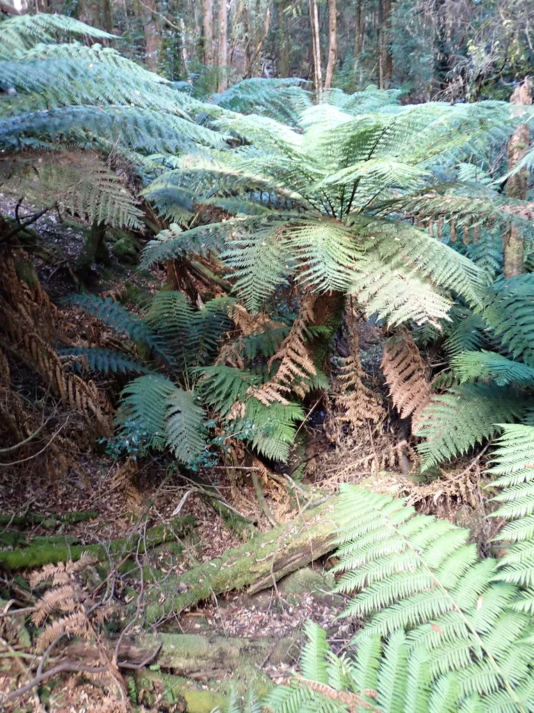 Dicksonia Antarctica