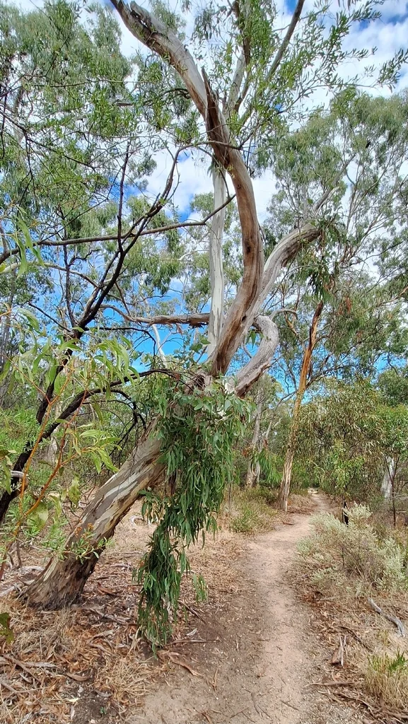 Eucalyptus Leucoxylon