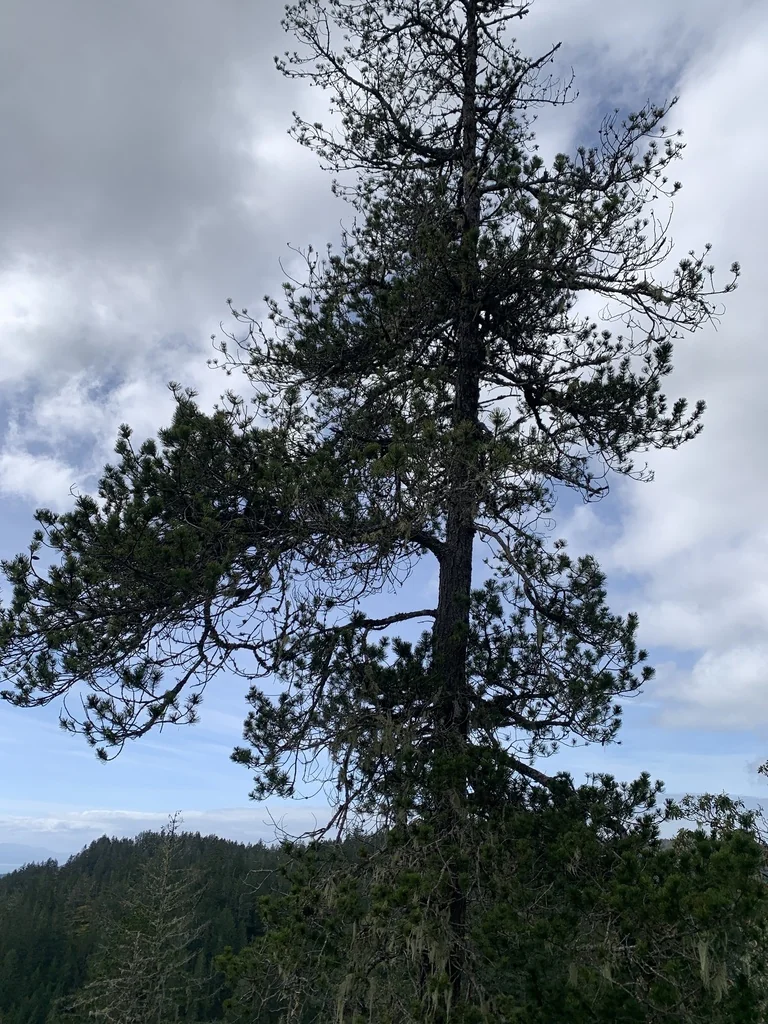 Pinus Contorta Var. Contorta