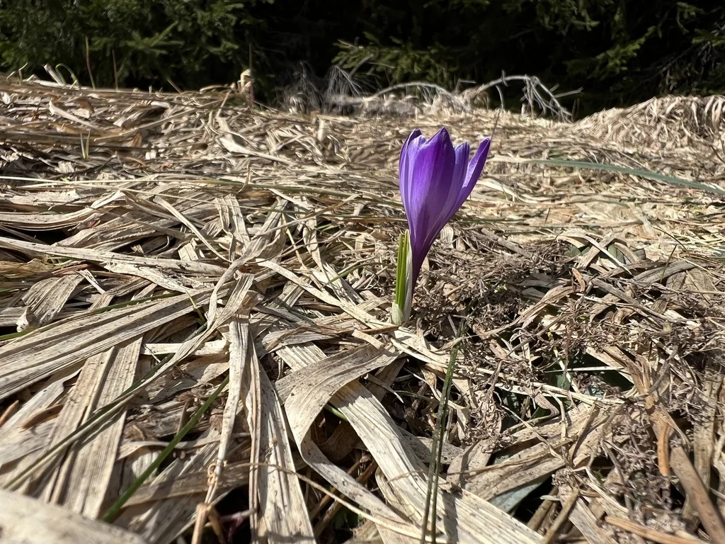 Crocus Vernus