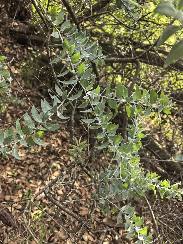 Acacia Podalyriifolia