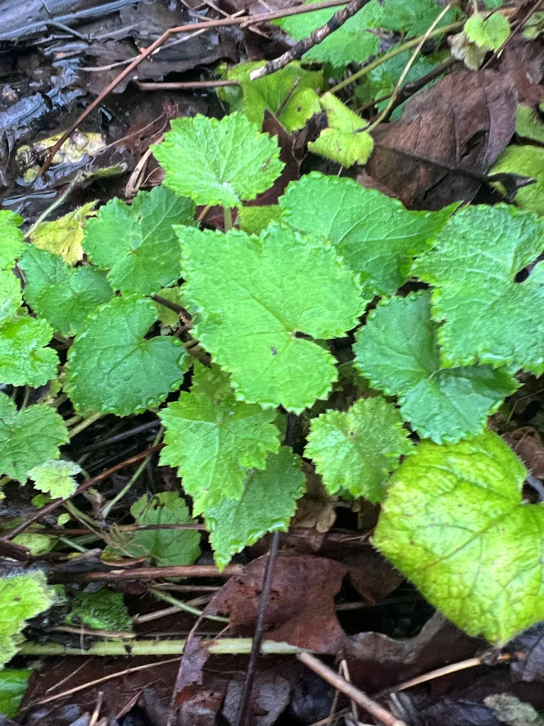 Tolmiea Menziesii
