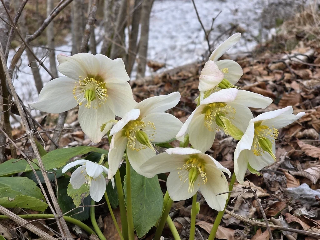 Helleborus Niger