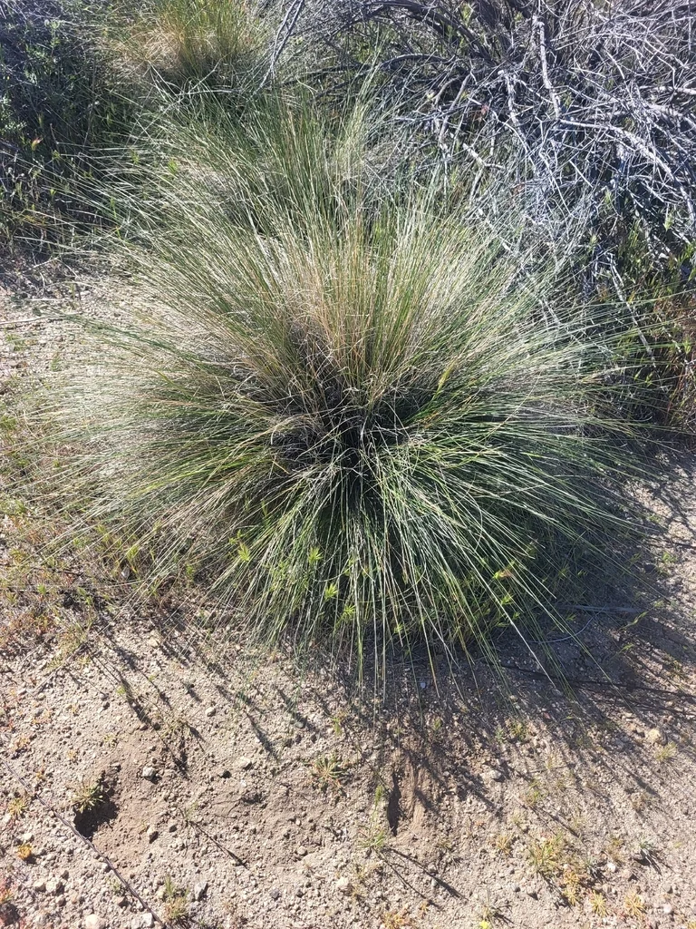 Stipa speciosa