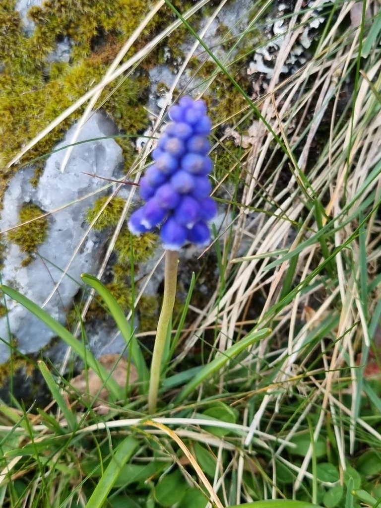 Muscari Armeniacum