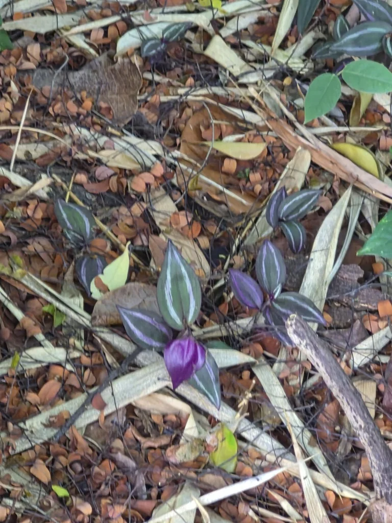 Tradescantia Zebrina
