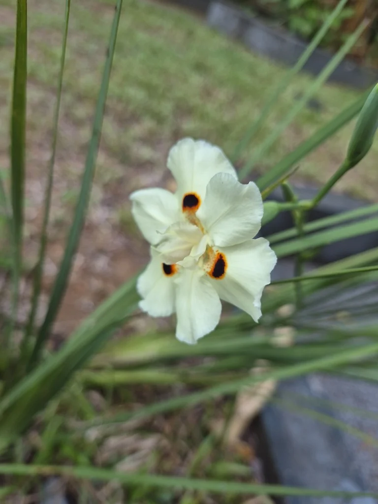 Dietes Bicolor