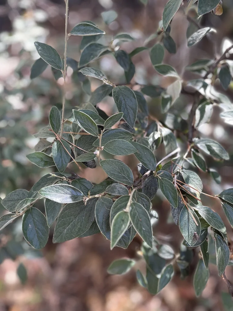 Cotoneaster Franchetii
