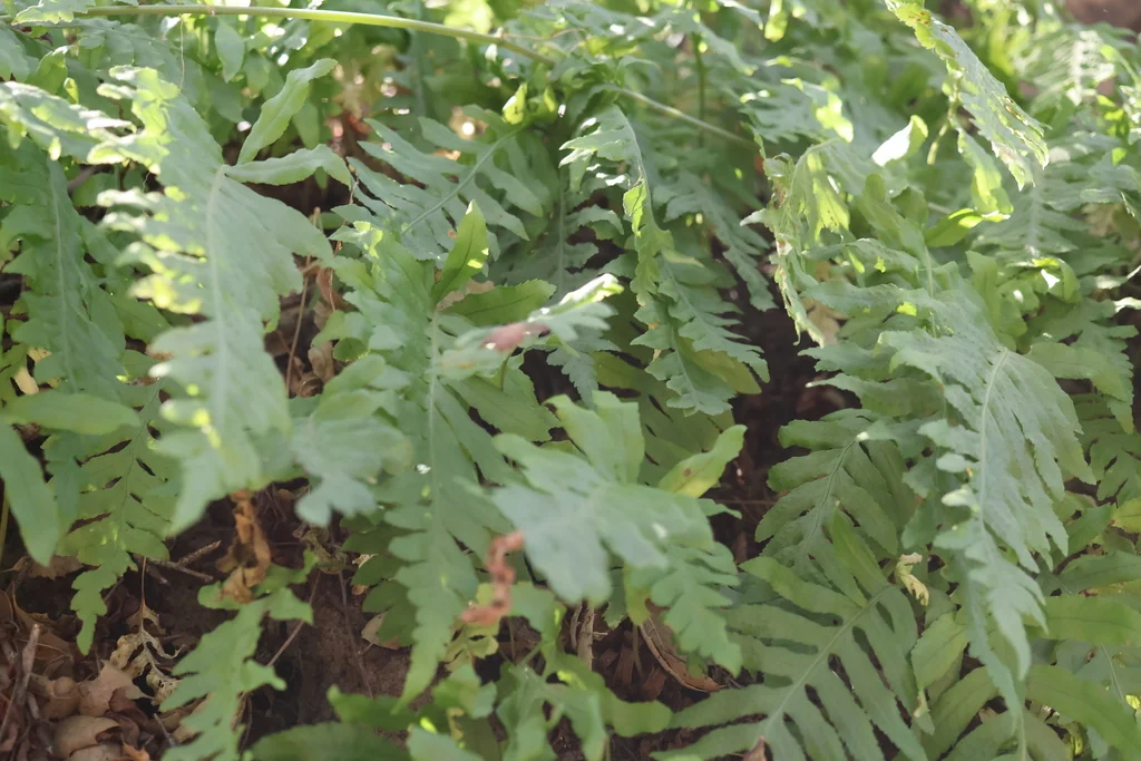 Polypodium Californicum