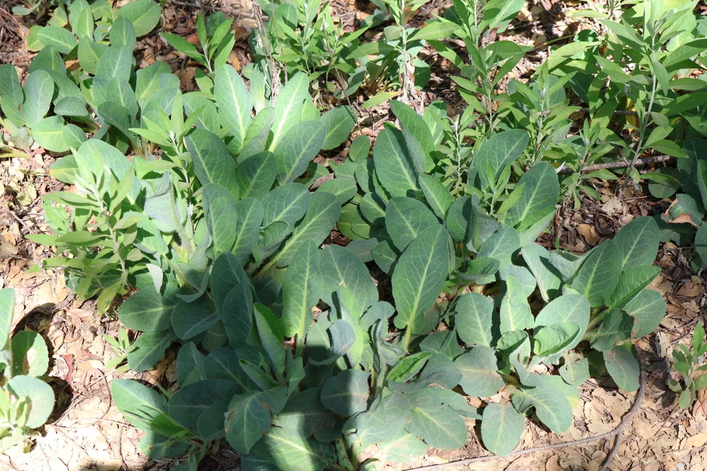 Anemopsis Californica