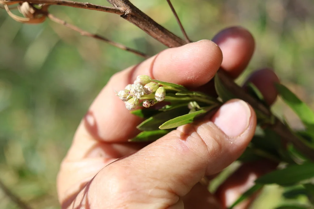 Baccharis Salicifolia