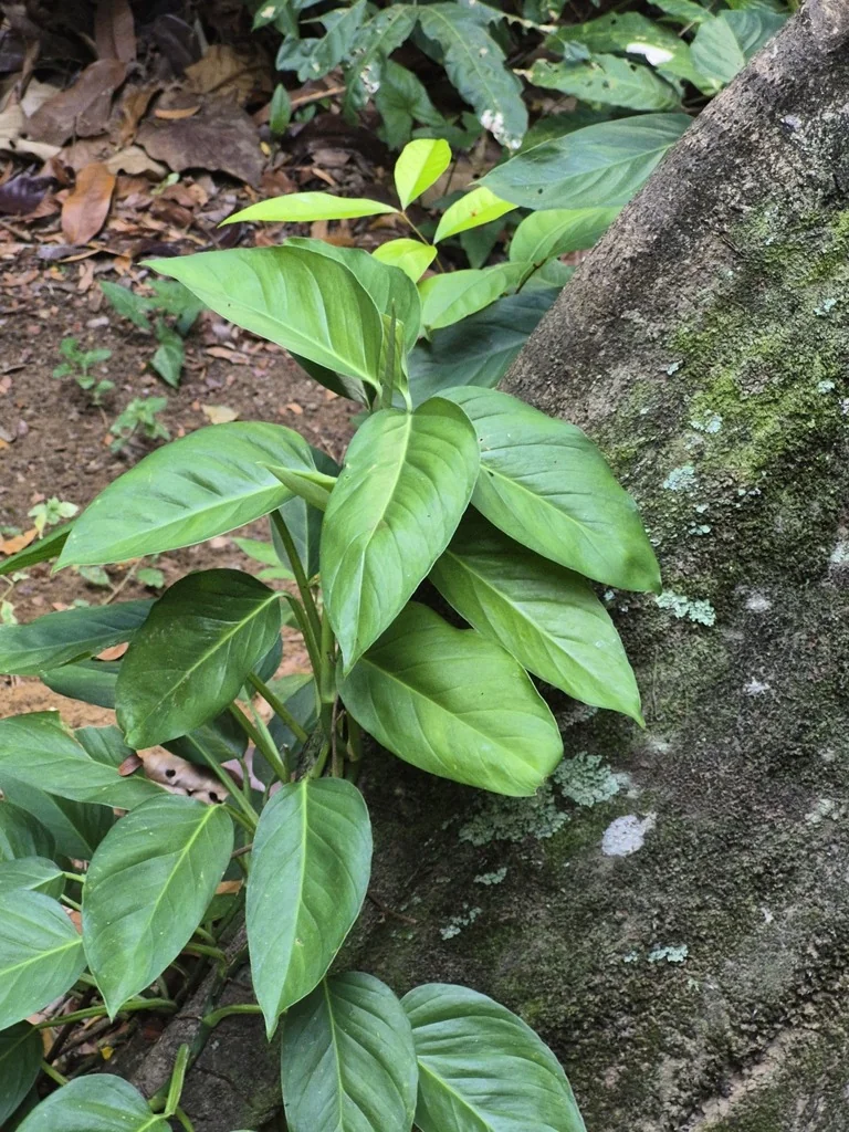 Monstera adansonii