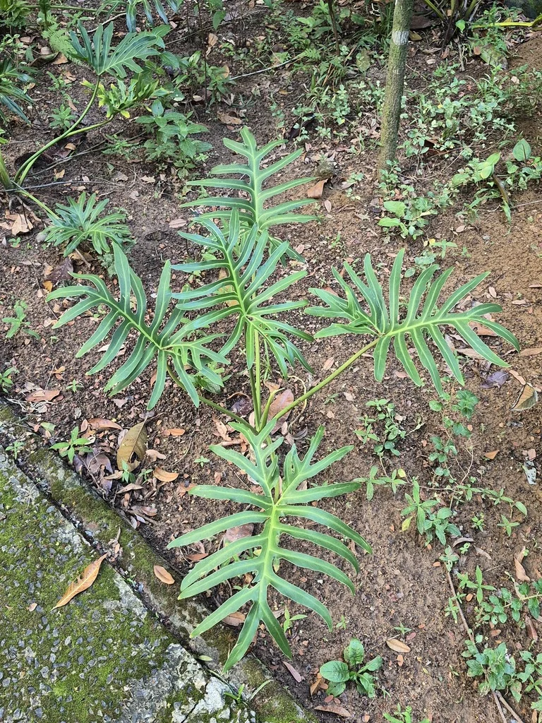Philodendron Bipinnatifidum