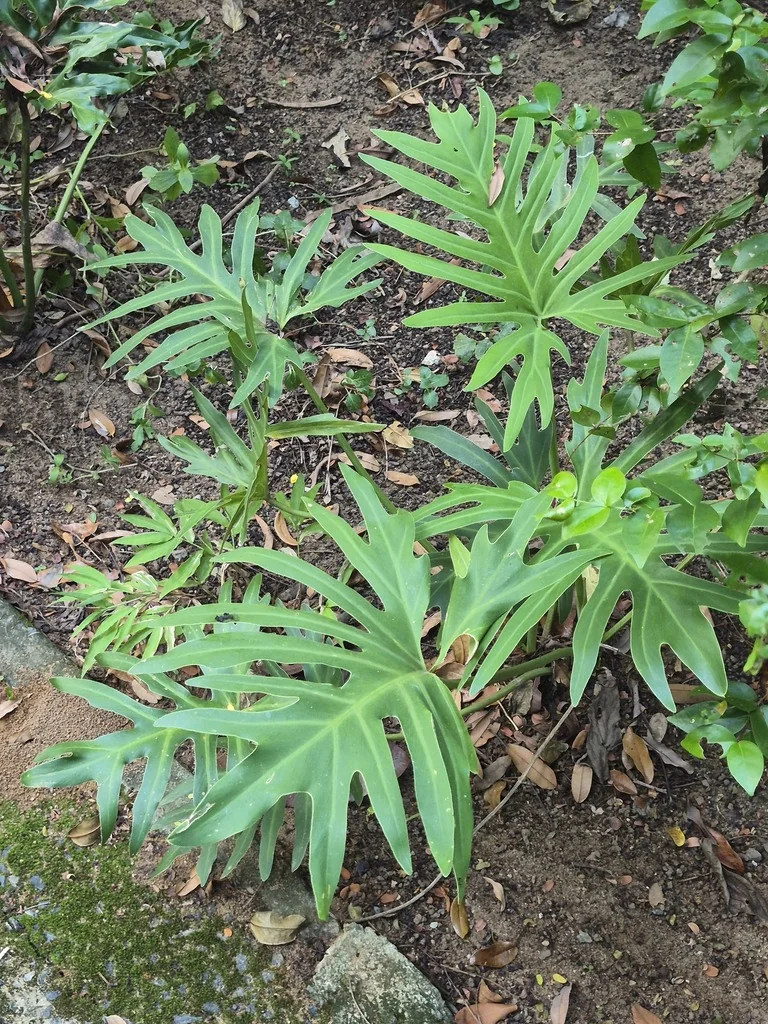 Philodendron Bipinnatifidum