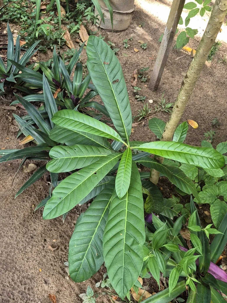 Eriobotrya Japonica